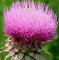 ISO factory supply natural Milk Thistle