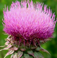 ISO factory supply natural Milk Thistle Extract