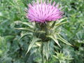 ISO factory supply natural Milk Thistle Extract 4