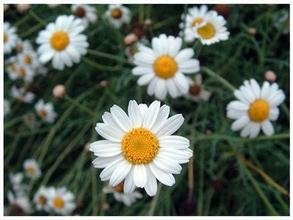 Chinese factory supply good quality Feverfew Extract 2