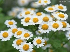Chinese factory supply good quality Feverfew Extract 3