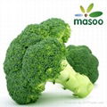 Broccoli from Hebei (China) (Wholesale)