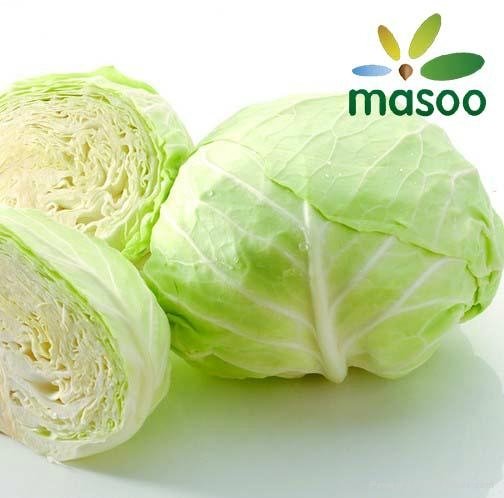 Cabbage from Hebei (China) (Wholesale)