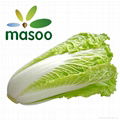 Chinese cabbage from Hebei (China) (Wholesale)