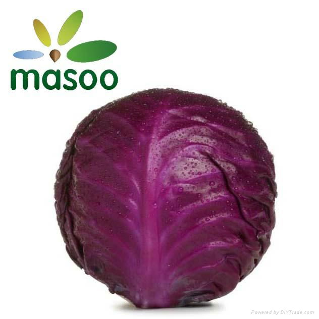 Red cabbage from Hebei (China) (Wholesale)