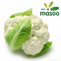 Cauliflower from Hebei (China) (Wholesale) 1