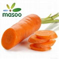 Carrot from Shandong (China) (Wholesale)