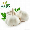 Garlic from Shandong (China) (Wholesale) 1