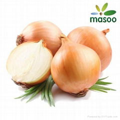 Onion from Shandong (China) (Wholesale)