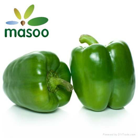 Green Pepper from Shandong (China) (Wholesale)