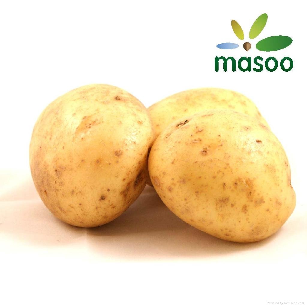 Potato from Shandong (China) (Wholesale)