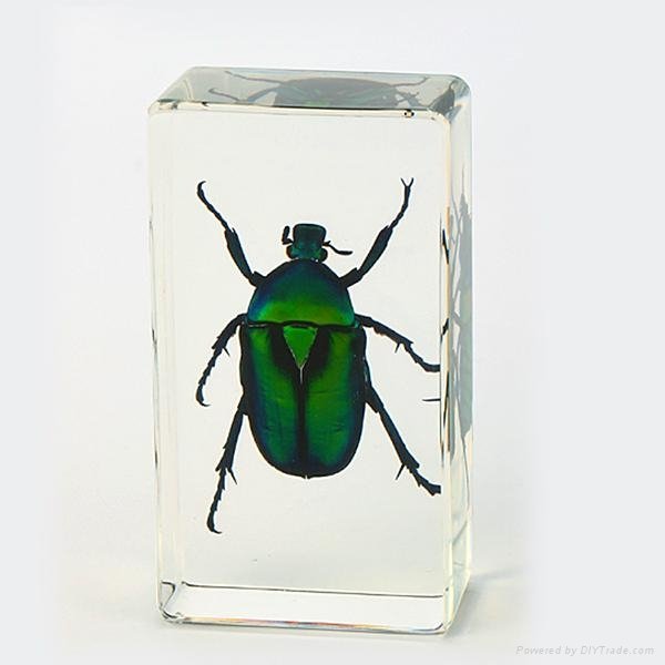 Wholesale Resin Real Insect Paperweight Factory