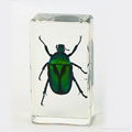 Wholesale Resin Real Insect Paperweight