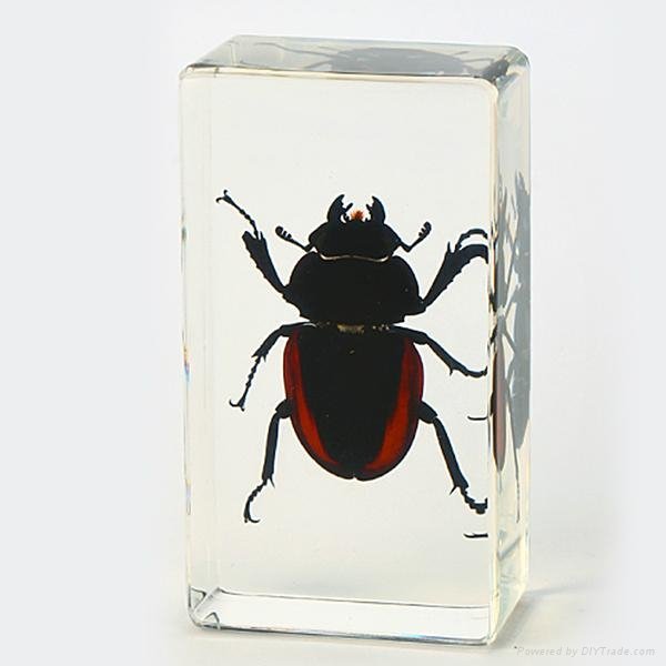 Wholesale Resin Real Insect Paperweight Factory 2
