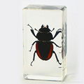 Wholesale Resin Real Insect Paperweight Factory