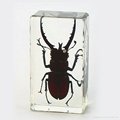 Wholesale Resin Real Insect Paperweight Factory 5