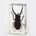 Wholesale Resin Real Insect Paperweight Factory