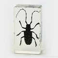 Wholesale Resin Real Insect Paperweight Factory 4