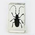 Wholesale Resin Real Insect Paperweight Factory