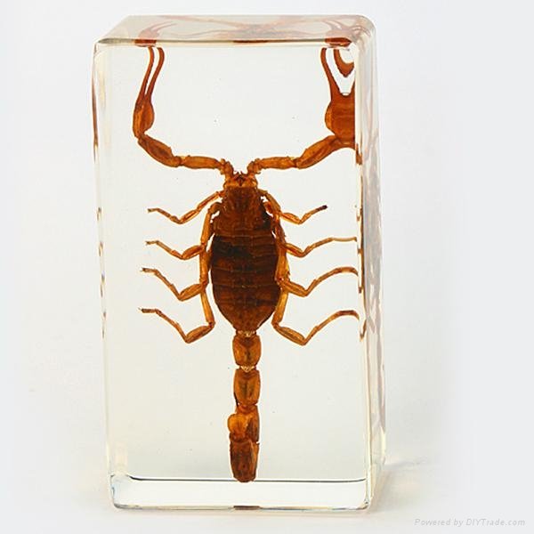 Wholesale Resin Real Insect Paperweight Factory 3