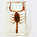 Wholesale Resin Real Insect Paperweight Factory