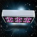 LED grow light 