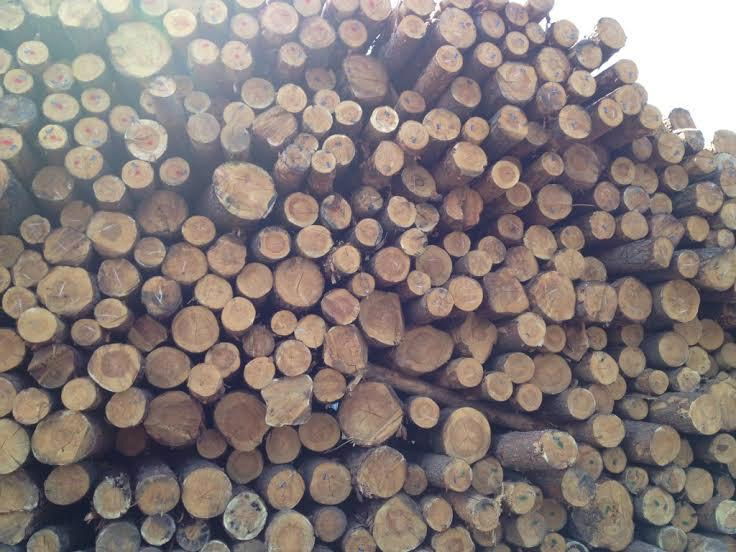 Pine wood logs