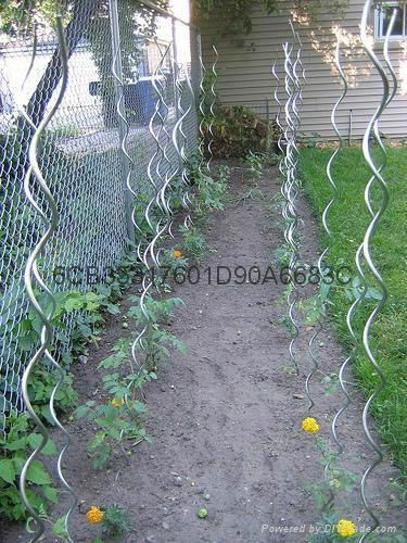 tomato spiral wire 2