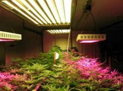 JYO-Apo8 Full Spectrum -brand Hydro LED Grow Light 120*3-watt