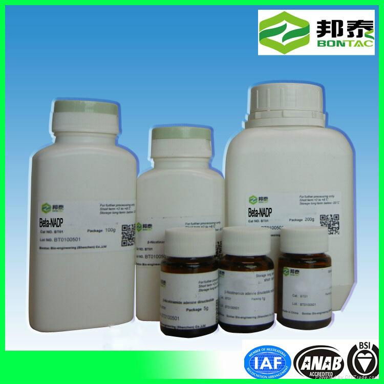 Nadp. Na2 Nicotinamide Adenine Dinucleotide Phosphate Disodium CAS No.: 24292-60
