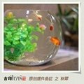 acrylic fish tank/fish aqurium