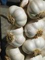 Fresh Garlic 2