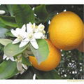 Citrus Aurantium Extract 1