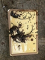 Mouse&Rat Sticky Glue Boards 2