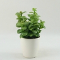 Natural looking Potted artificial plants succulent plants 1