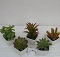 Factory best selling flowering shape succulent plants 1