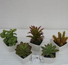 Factory best selling flowering shape succulent plants