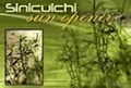 Sinicuichi Legal Herbal Smoke 1