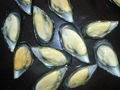 Mussel Shell