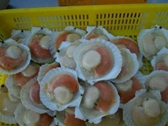 Frozen boiled scallops with frill