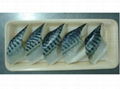 mackerel portion