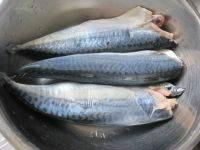 Frozen Head off Mackerel 