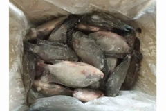 frozen tilapia