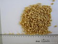 textured soy protein 1