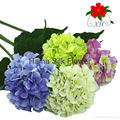 Decorative flowers artificial flowers single stem silk hydrangea wholesale  1