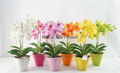 Artificial flowers orchid flowers bonsai whosale