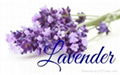 Lavender Oil