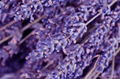 Lavender Oil 2