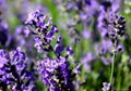 Lavender Oil 5