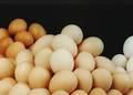 FRESH CHICKEN  WHITE AND BROWN TABLE EGGS FOR SALE